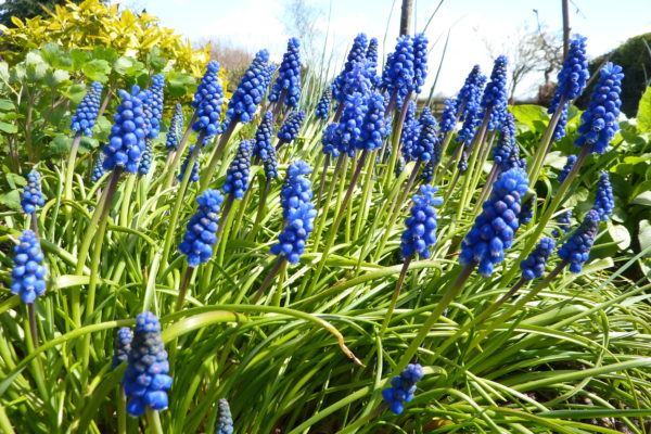 March Jobs in the Garden